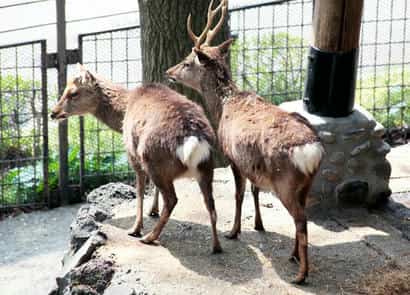 動物図鑑・ヤクシカ